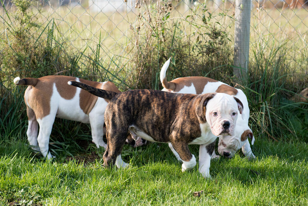 Tres American Bulldog cachorros perros están jugando - Foto, Imagen