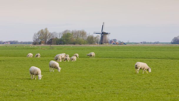 wiatrak, Holandia - Zdjęcie, obraz