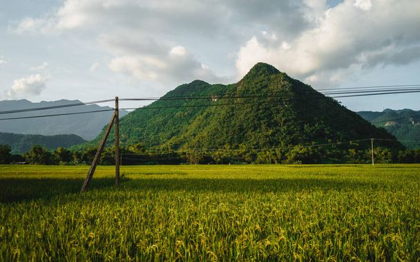 Green rice field and mountains, Mai Chau Valley, Vietnam, Southeast Asia. Travel and nature concept. - Photo, image