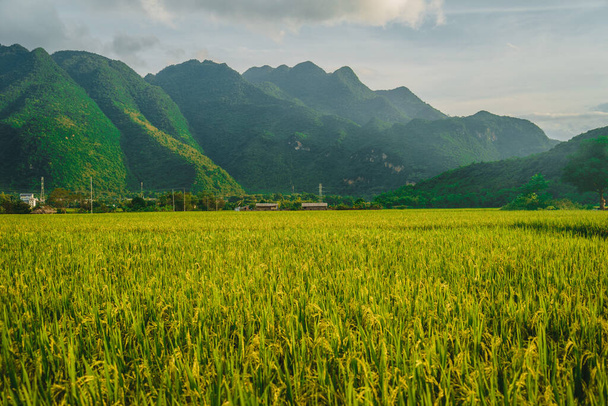 Green rice field and mountains, Mai Chau Valley, Vietnam, Southeast Asia. Travel and nature concept. - Fotoğraf, Görsel