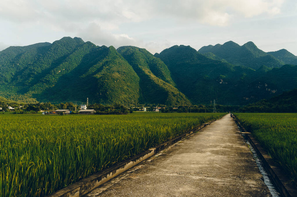 Terraced rice field with rural road in Lac village, Mai Chau Valley, Vietnam, Southeast Asia. Travel and nature concept. - Photo, image