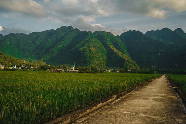 Terraced rijstveld met landelijke weg in Lac dorp, Mai Chau Valley, Vietnam, Zuidoost-Azië. Reis- en natuurconcept. - Foto, afbeelding