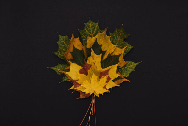 autumn colourful maple leaves on black background - Foto, afbeelding