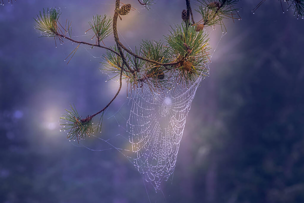 light and shadow over spiderweb with dew - Photo, Image