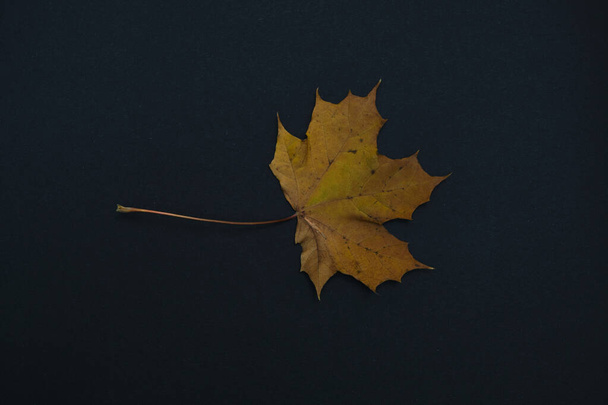 one autumn leave isolated on black background - 写真・画像