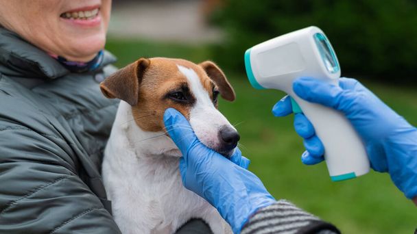 The veterinarian measures the temperature of the dog with a non-contact infrared thermometer outdoors - Fotografie, Obrázek