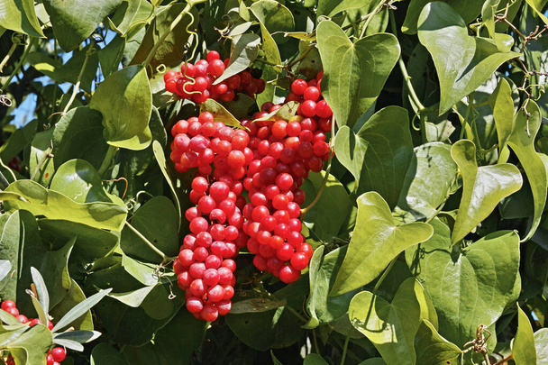 szczegół liści i klastrów owoców sarsaparilli, Smilax aspera - Zdjęcie, obraz