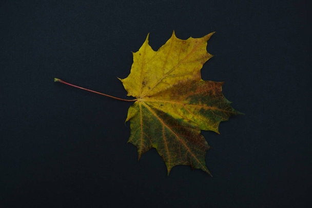 one autumn leave isolated on black background - Фото, изображение