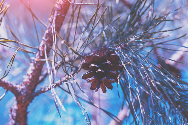 Pinecone on the branch. Nature background - Photo, image