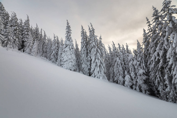 Красивый зимний горный пейзаж. Высокие ели, покрытые снегом в зимнем лесу и облачном фоне неба. - Фото, изображение