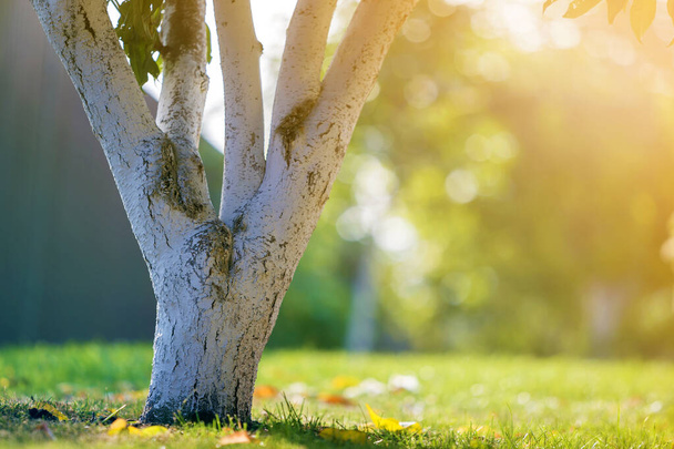 ぼんやりとした緑のコピースペースの背景に日当たりの良い果樹園の庭で成長する木の白い樹皮. - 写真・画像