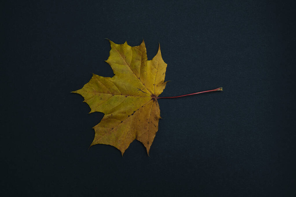 one autumn leave isolated on black background - Foto, Imagen