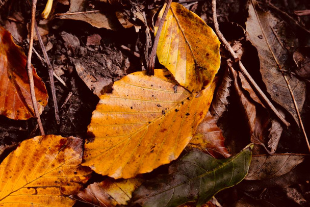 Hojas doradas de otoño en el suelo del bosque, fondos de naturaleza estacional con colores cálidos de otoño - Foto, imagen