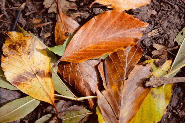 Kultaiset syksyn lehdet metsän lattialla, vuodenajan luontotaustat lämpimin syksyn värein - Valokuva, kuva