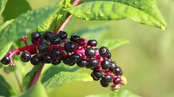 American pokeweed (Phytolacca americana) plant - Footage, Video