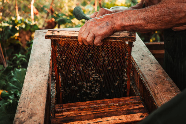 un uomo lavora in un apiario con attrezzi vicino all'alveare con miele e api 4 - Foto, immagini