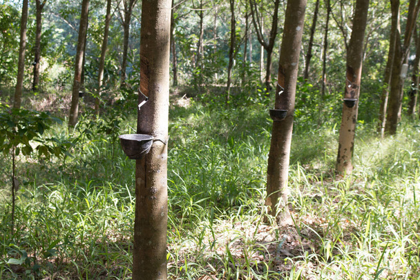 Tapping sap from the rubber tree. - Photo, Image