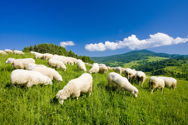 Rebaño de ovejas
 - Foto, imagen
