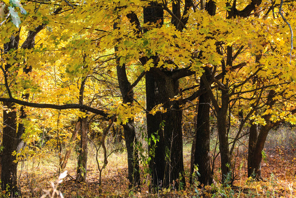 Černé javorové kmeny se žlutým listím. Slunce svítí skrz listí - Fotografie, Obrázek