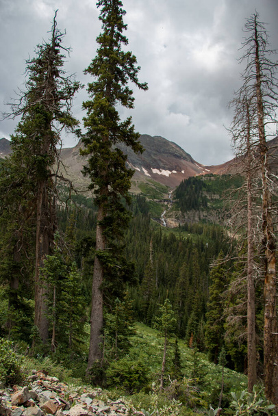Trees in a wilderness area in Colorado, near Telluride - Photo, Image