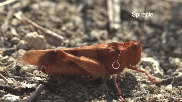 Зовнішня анатомічна діаграма коник, Study Notes on Grasshopper, Dissosteira carolina, Carolina harshopper, Carolina locust - Кадри, відео