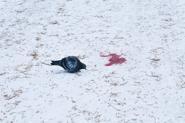 tórtola en la nieve, ave de la ciudad en invierno, paloma en la nieve fresca y agujas secas de abetos en un día helado de invierno y mancha roja como la sangre, espacio de copia  - Foto, imagen
