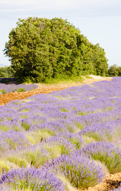 Provence, França
 - Foto, Imagem