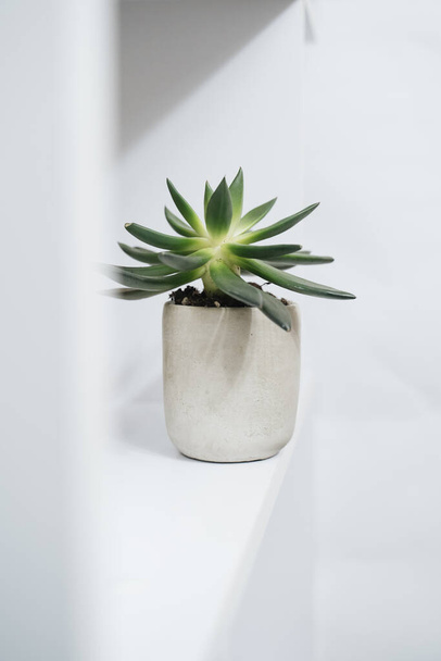 planta verde em vaso de concreto - Foto, Imagem
