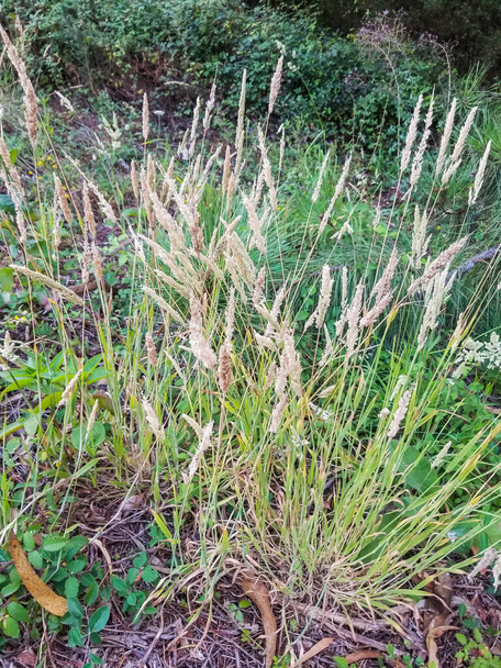 Kępki, aksamit lub łąka, trawa miękka, Holcus lanatus, rosnąca w Galicji, Hiszpania - Zdjęcie, obraz