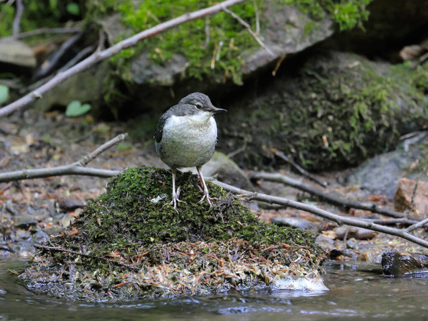 Close-up portrait of young dipper, hunting in the mountain stream. White-throated Dipper, Cinclus cinclus. - Photo, Image