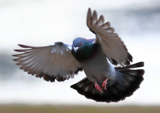 Photo en gros plan d'un pigeon sauvage qui atterrit contre la caméra. Oiseau isolé sur fond de lumière neutre. Colombe rocheuse, Columba livia. - Photo, image