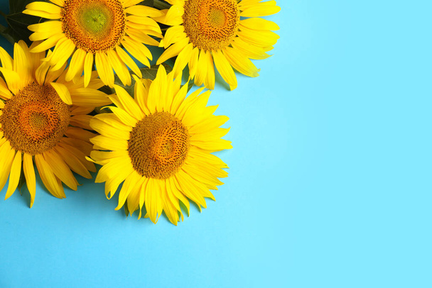 Beautiful bright sunflowers on light blue background, flat lay. Space for text - Foto, Imagem