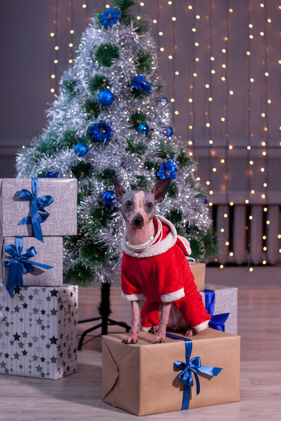 Cute american hairless terrier is sitting in a new year's eve dress near the christmas tree. Pet animals. Traditional holidays. - Φωτογραφία, εικόνα