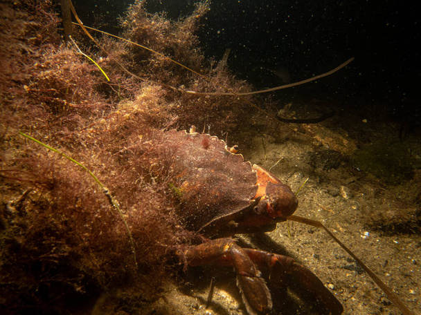 A closeup underwater picture of a crab and a bottle. Picture from Oresund, Malmo Sweden - Photo, Image