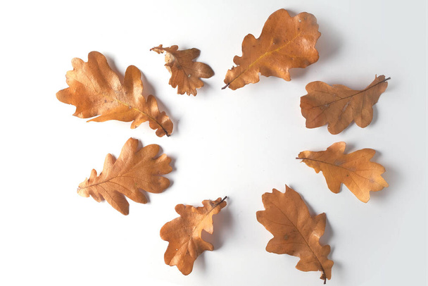 Vzor z podzimních dubových listů bronzové barvy izolované na bílém pozadí. Kopírovat mezeru a pohled shora. - Fotografie, Obrázek