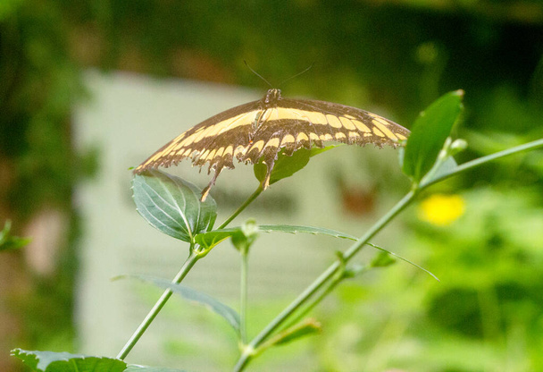 Fechar de uma borboleta amarela marrom em uma folha - Foto, Imagem