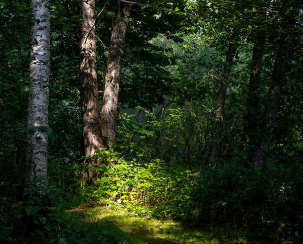 Яскрава зелена лісова галявина, освітлена сонячним променем. Фото з району Сконе (Швеція). - Фото, зображення