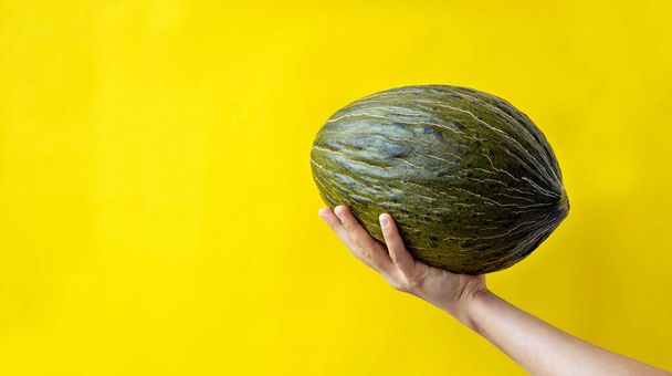 Melone uzbeko fresco Mabel F1 in mano. - Foto, immagini
