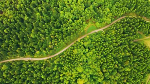 Drone leci w dół widok na drogę w lesie - Materiał filmowy, wideo