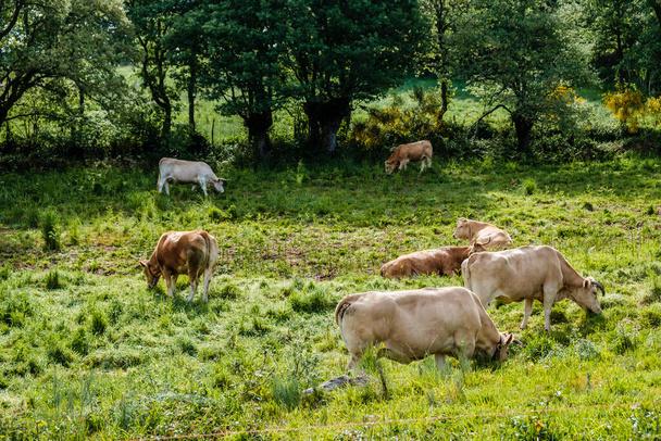 A group of cows graze in a rural area of Galicia (Spain) - Photo, Image