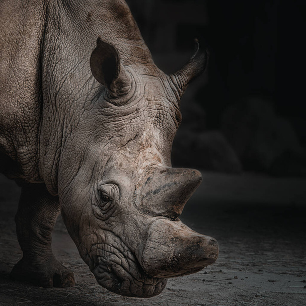 Tête de rhinocéros blanc gros plan sur fond sombre - Photo, image