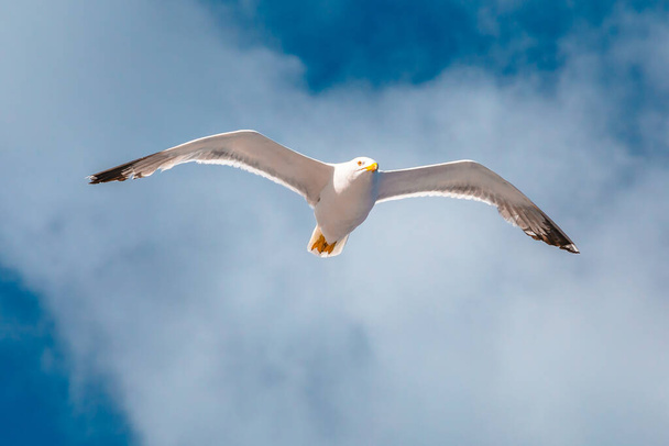 Gaivota voando no mar. Ilha Elba, Itália. Uma gaivota de arenque europeia de pé, Larus argentatus, uma grande gaivota, isolada no fundo do mar. close up vista inferior. - Foto, Imagem