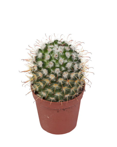 Pianta di cactus spinoso isolato
 - Foto, immagini