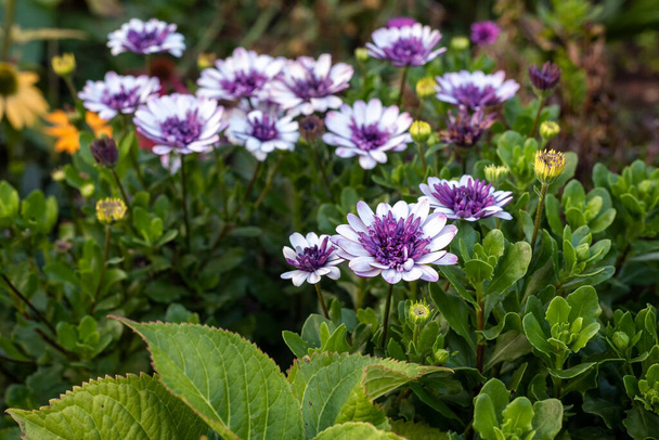 Białe purpurowe kwiaty osteospermum w jesiennym ogrodzie, selektywne skupienie. - Zdjęcie, obraz