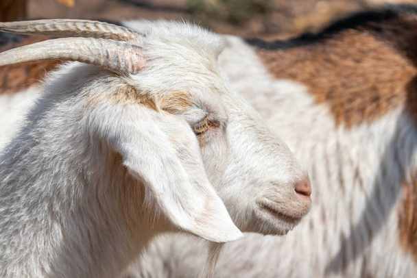 horned goat on a farm - Fotoğraf, Görsel