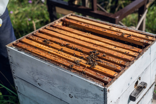 Close up view of the opened hive showing frames populated by honey bees. Honey bees crawl in an open hive on honeycomb wooden honeycombs doing teamwork. - Valokuva, kuva