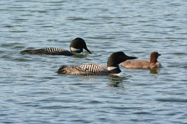 Nyári közelkép egy család közönséges bolondok úsznak együtt egy édesvízi tó élőhelyén. - Fotó, kép