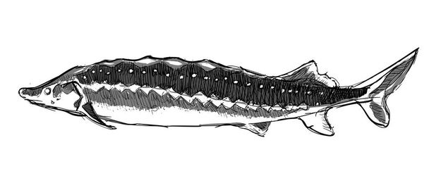 海のチョウザメの魚側のビューの手描きのスケッチ白い隔離された背景 - ベクター画像