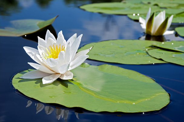 White lily - Photo, image