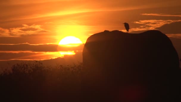 Sonnenaufgang am Morgen mit einem Elefanten im Vordergrund - Filmmaterial, Video